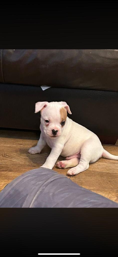 French bulldog X America bulldog puppies 