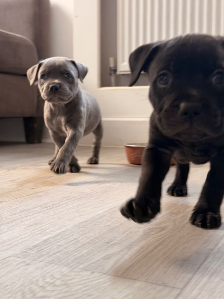 Puppies