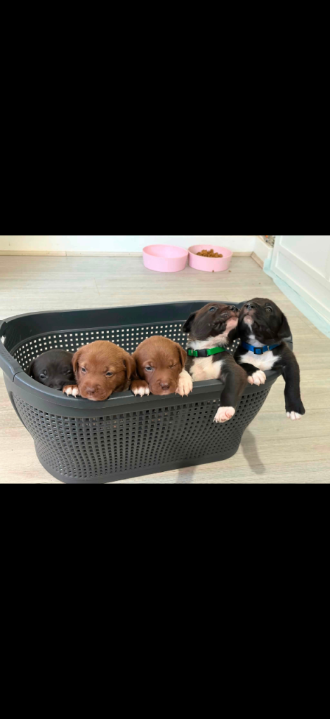 Red & White border collie x American bully pups 
