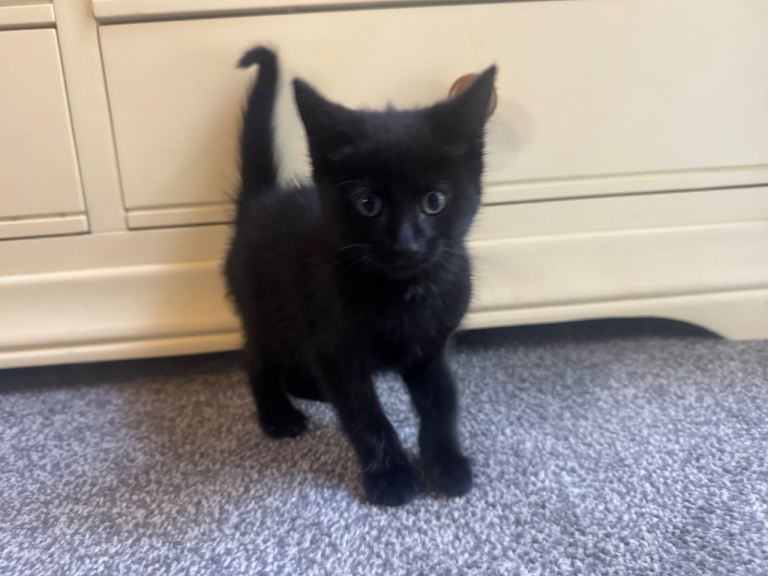 absolutely gorgeous black kitten, very friendly and playful