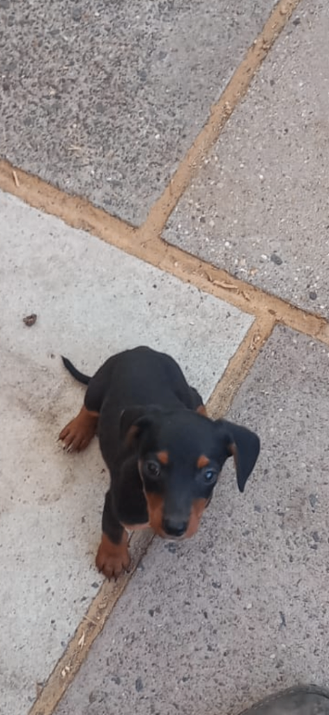 3 Gorgeous Puppies 