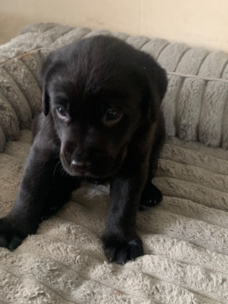 Ladrador puppies