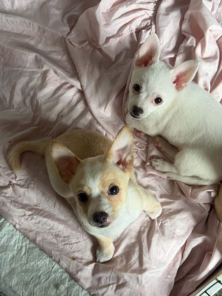 Chihuahua × Shih Tzu Cross Puppies - £550 Each