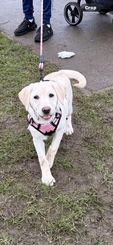 5 month old female Labrador 