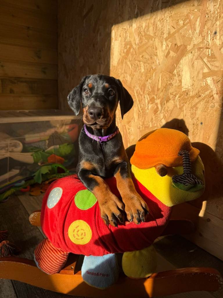 CHAMPION LINE EUROPEAN DOBERMAN PUPPIES