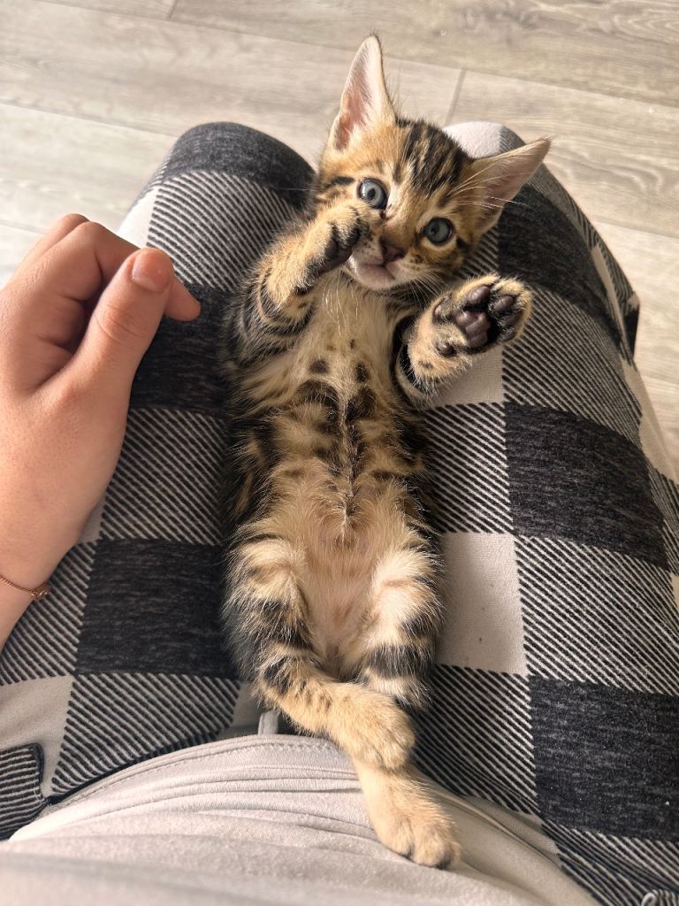 Bengal girls for sale