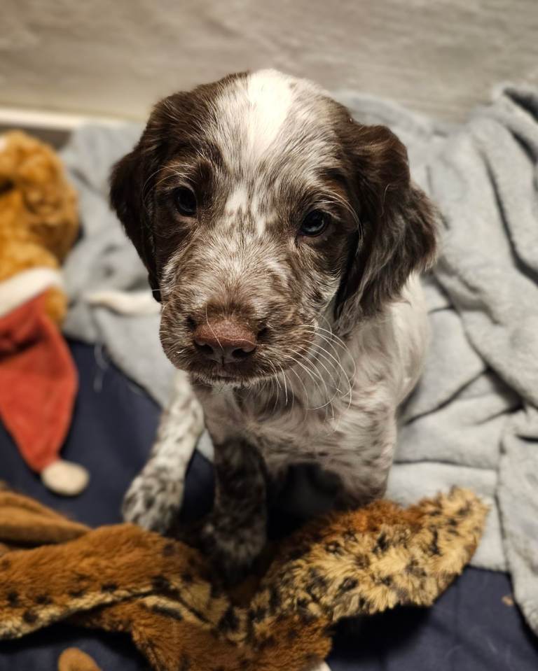 Cocker spaniel puppy 