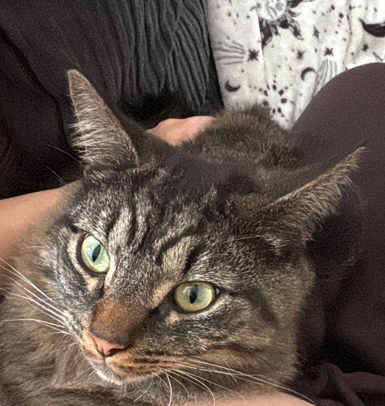 Need a forever home