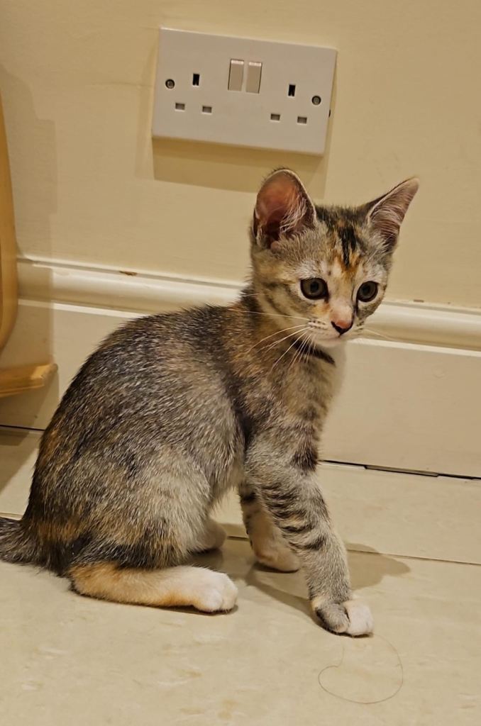 12 Week Old Kitten + Full (Carrier, Toys, Food, Scratch Posts)