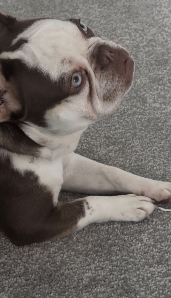 French bulldog