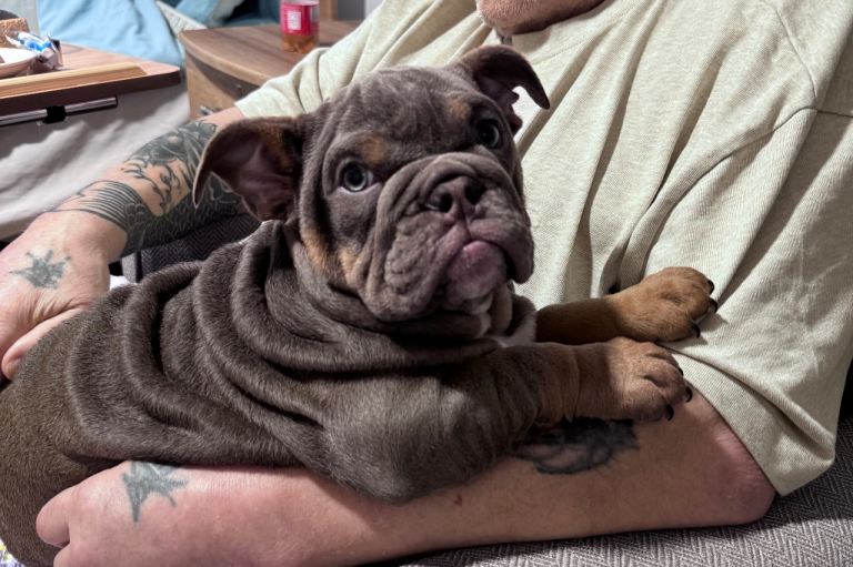 English Bulldog - Last little girl left