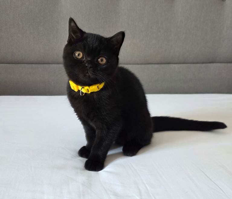Beautiful British Shorthair Kittens for Loving Home