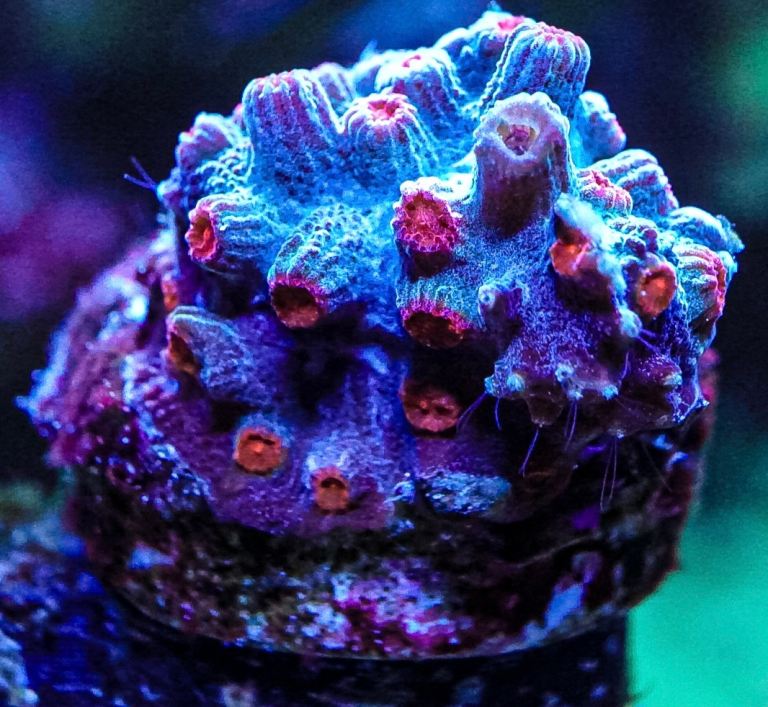 Branching Decadia coral marine frag 