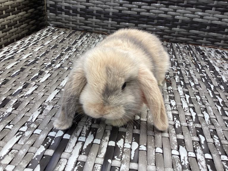 Beautiful mini lop bunnies ready Now,