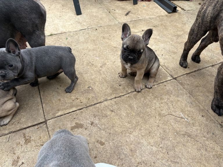 French bulldog pups ready now!! 