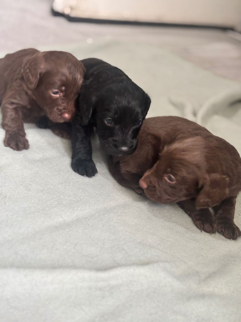 Cockapoo puppies