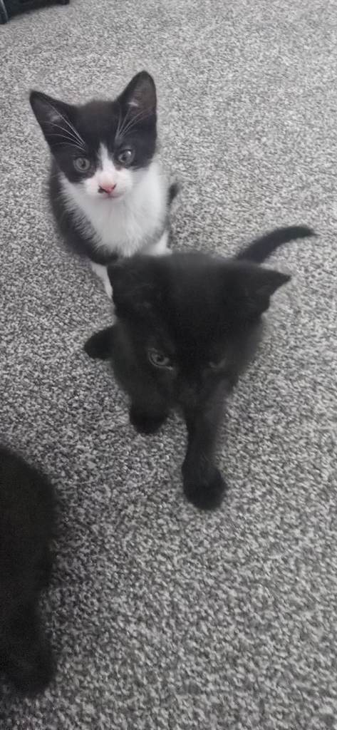 3 kittens for sale