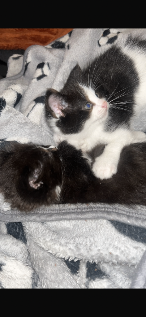 2 kittens for sale 
