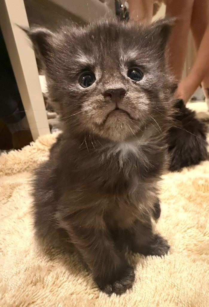 Tica registered maine coon boys