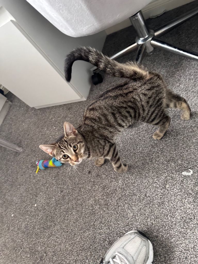 Kitten 