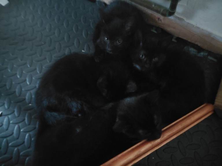 KITTENS READY TO GO