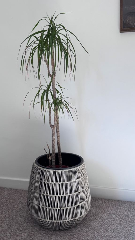 Large plant in pot 