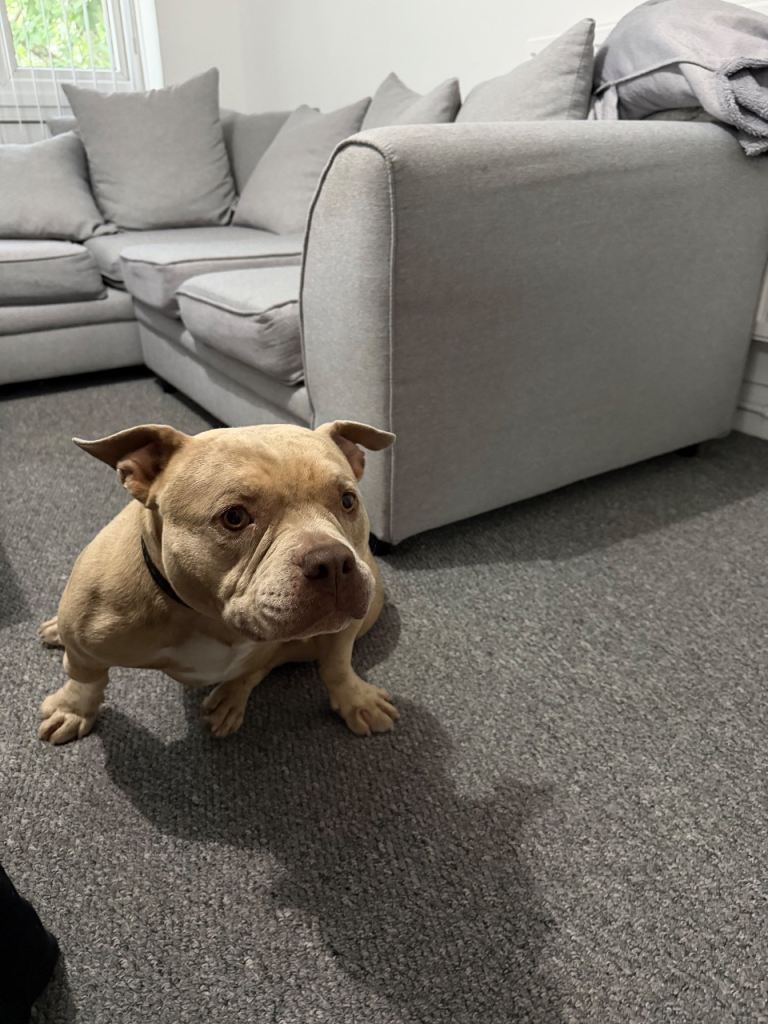 American Bully female