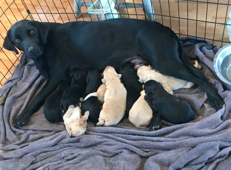 Gorgeous KC registered Labrador Puppies
