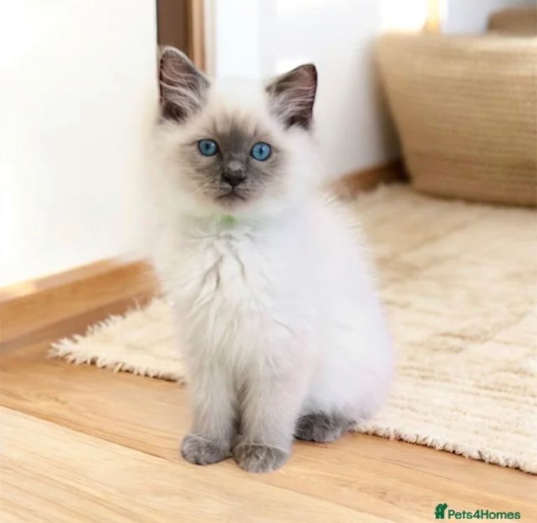 Gorgeous Male Ragdoll Kittens for sale