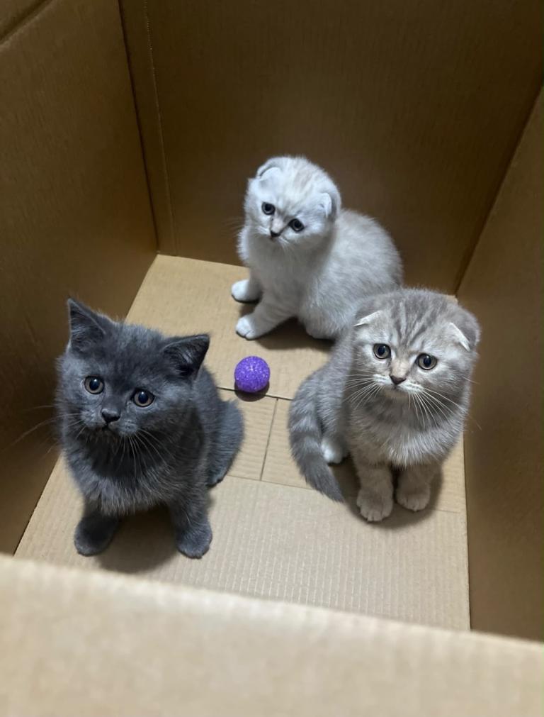 Three Beautiful kittens for sale