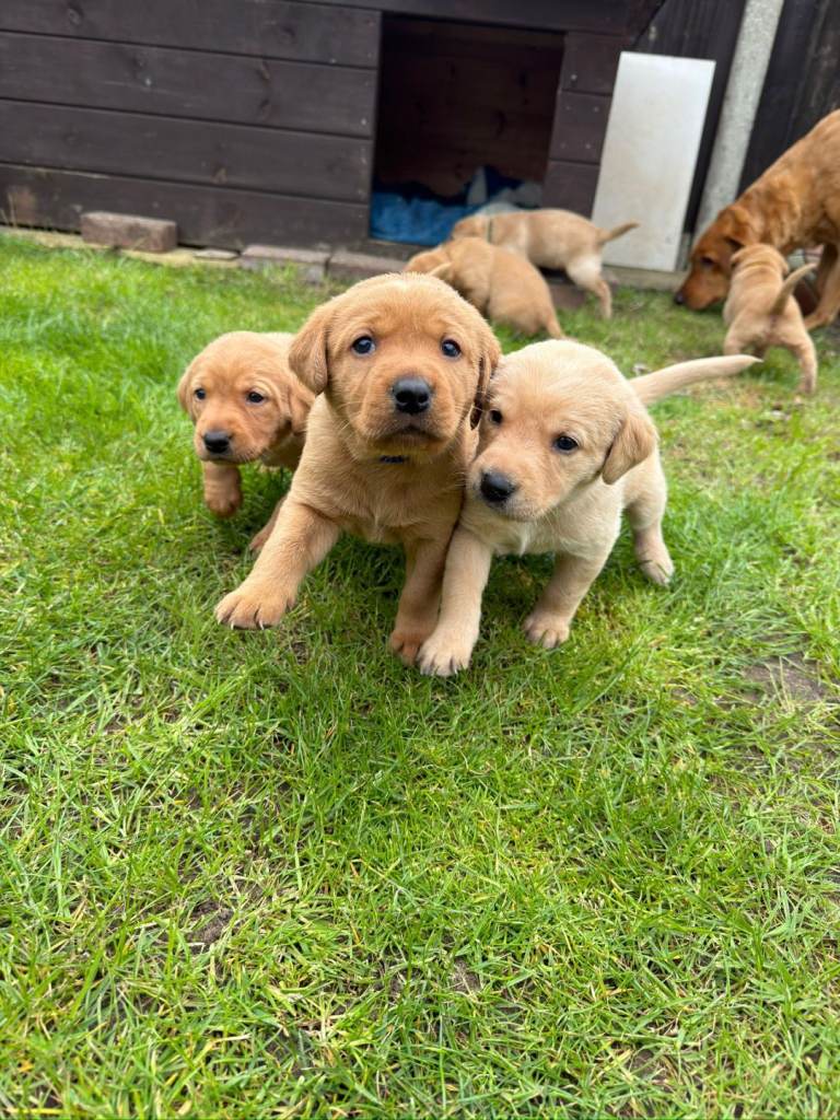 Labrador Retriever kc registered puppies 