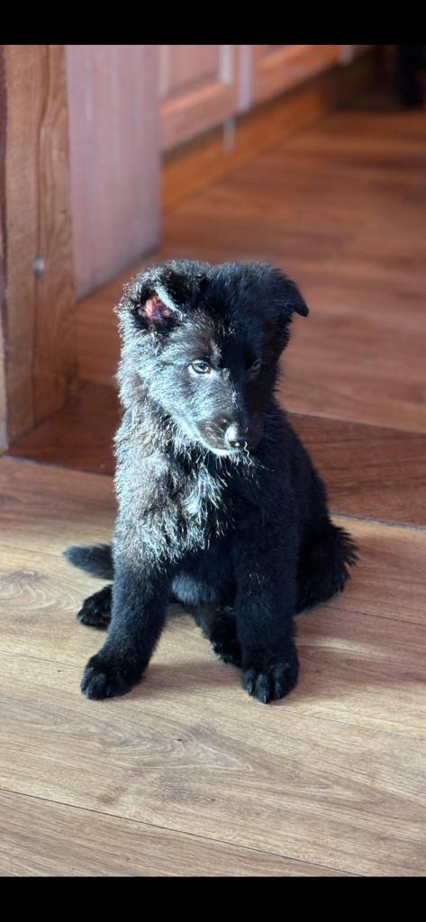 German shepherd puppies £900 ono