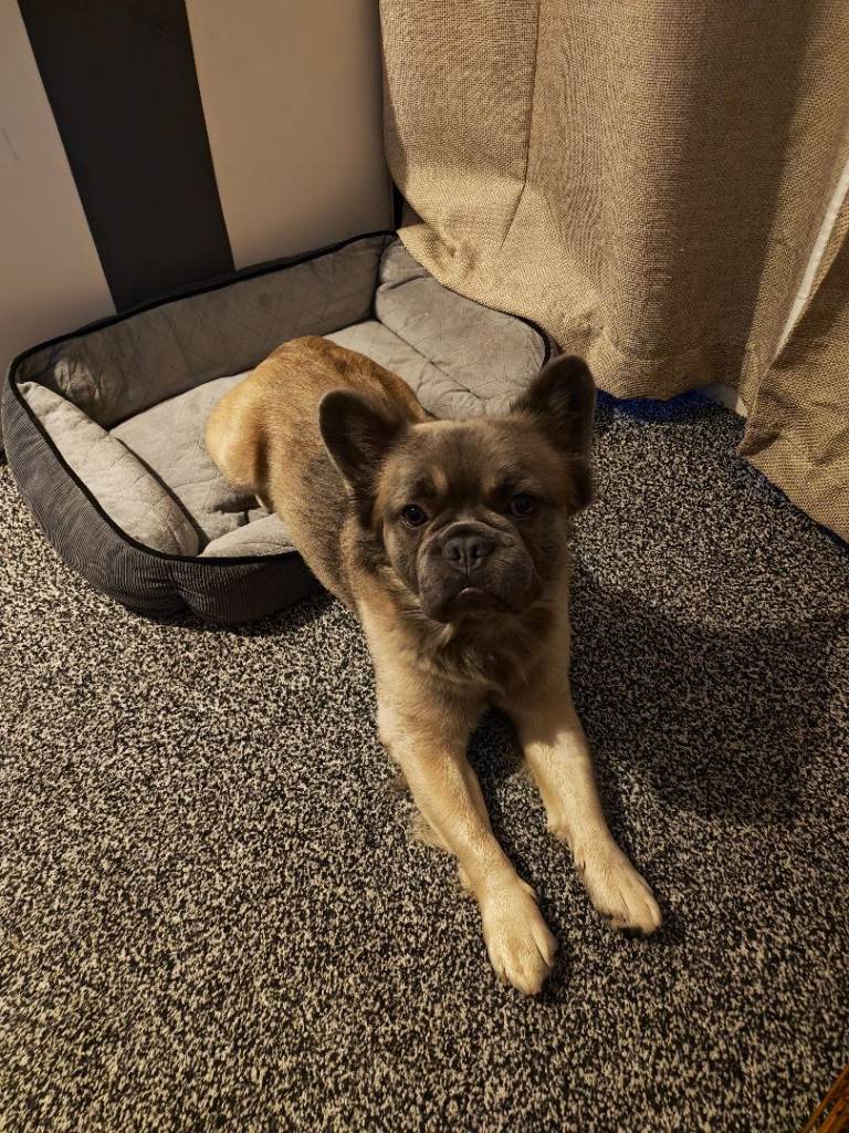 French Bulldog long hair 
