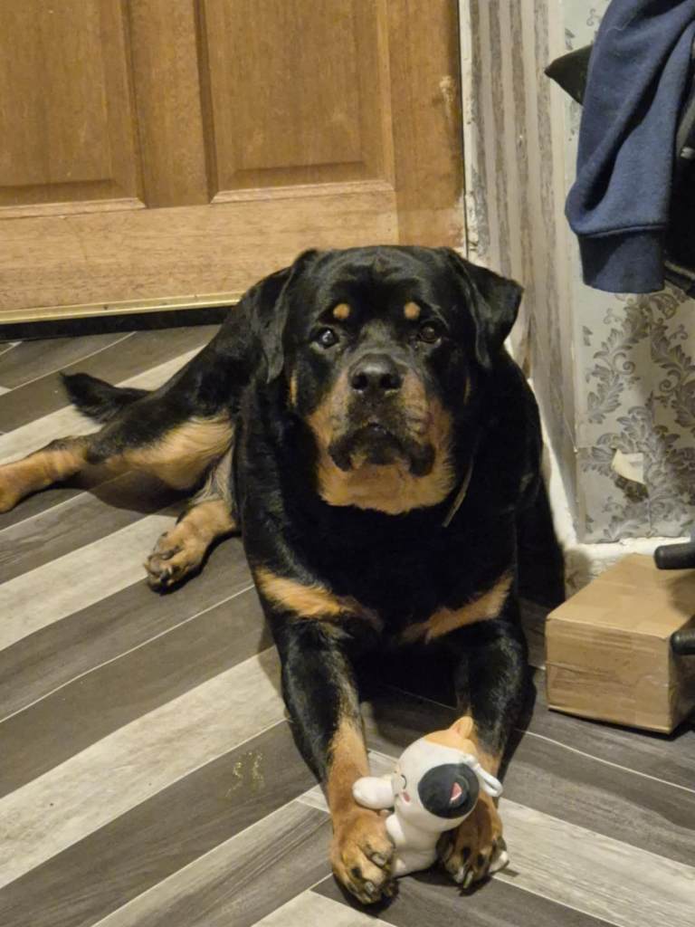 Rottweiler 