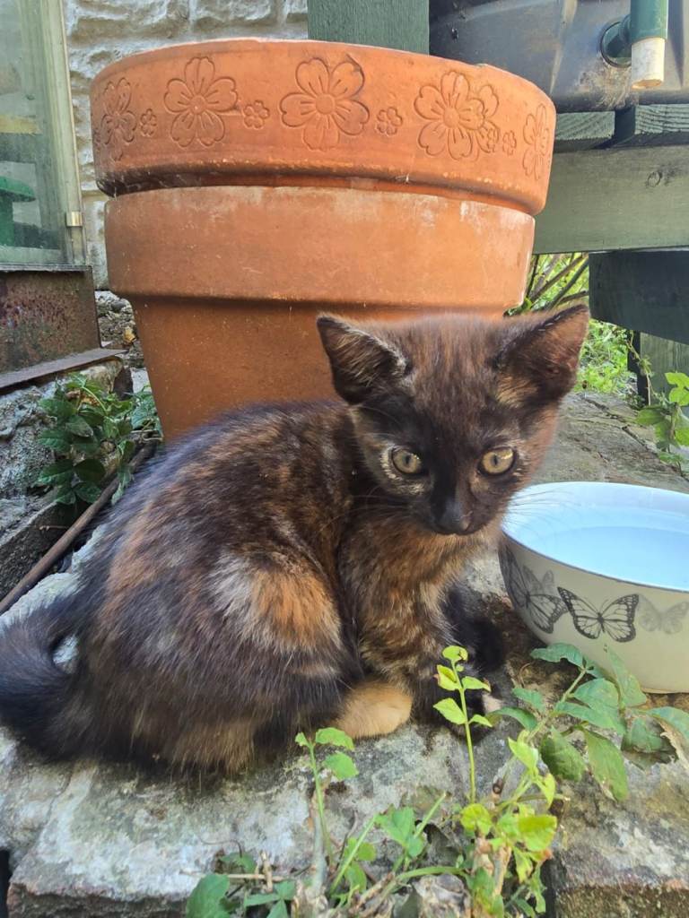Original Ginger kitten