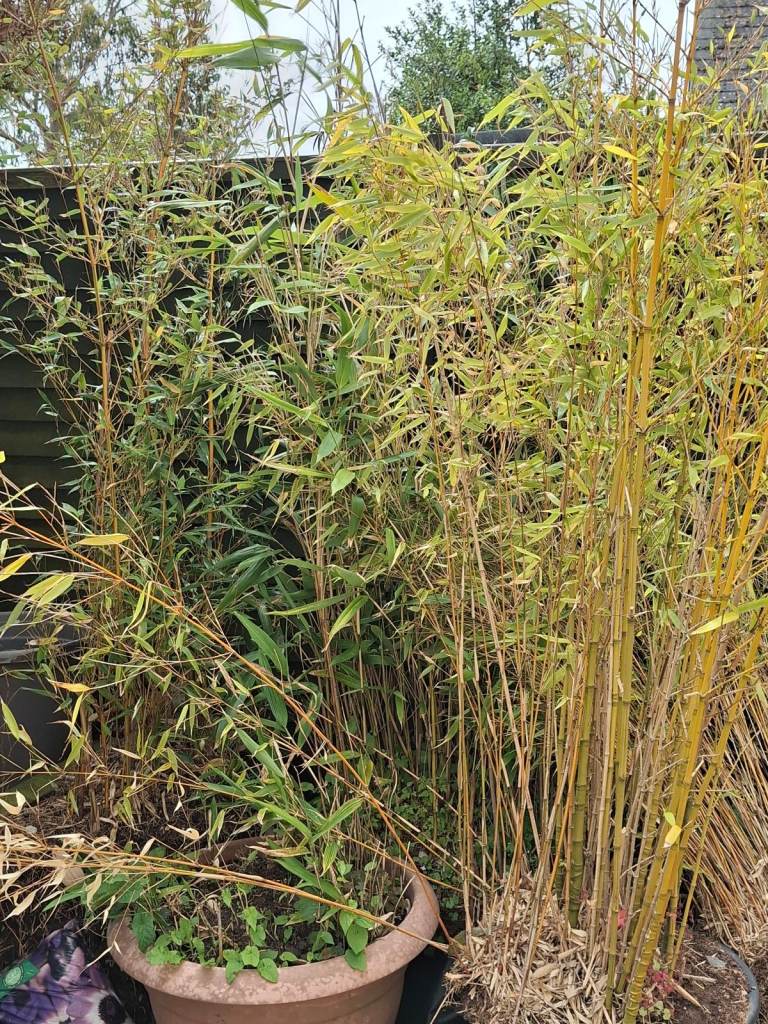 Bamboo plants