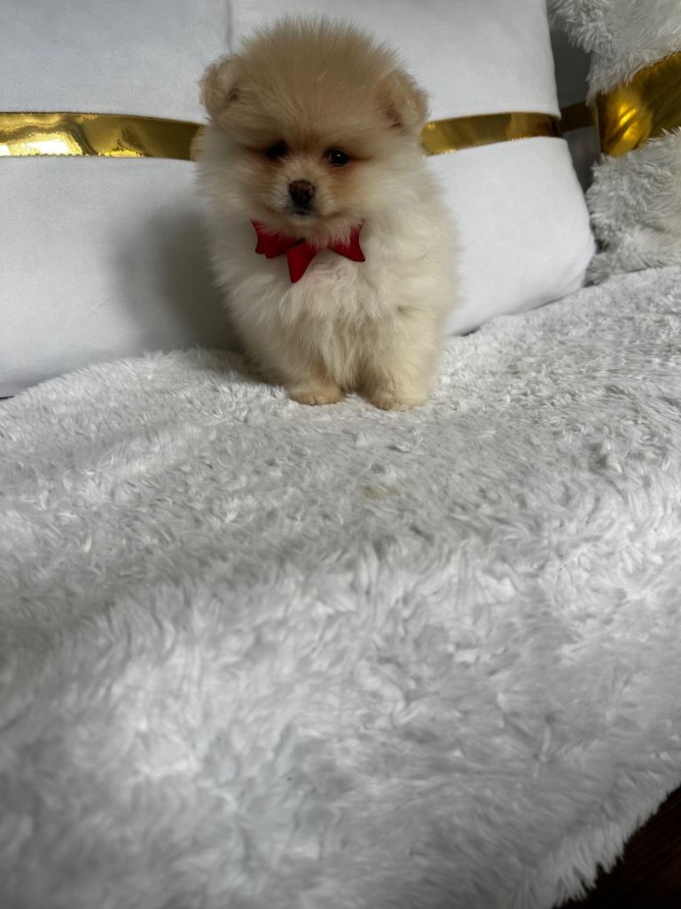 Pomeranian 
