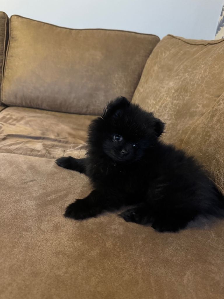 Kc Registered Solid Black Female Pomeranian 