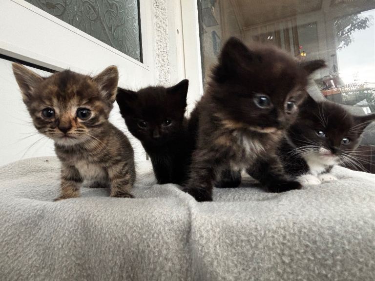 6 kittens 