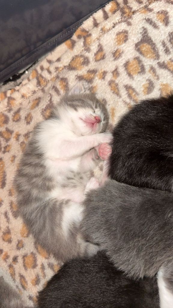 Girl Bengal cross kitten 