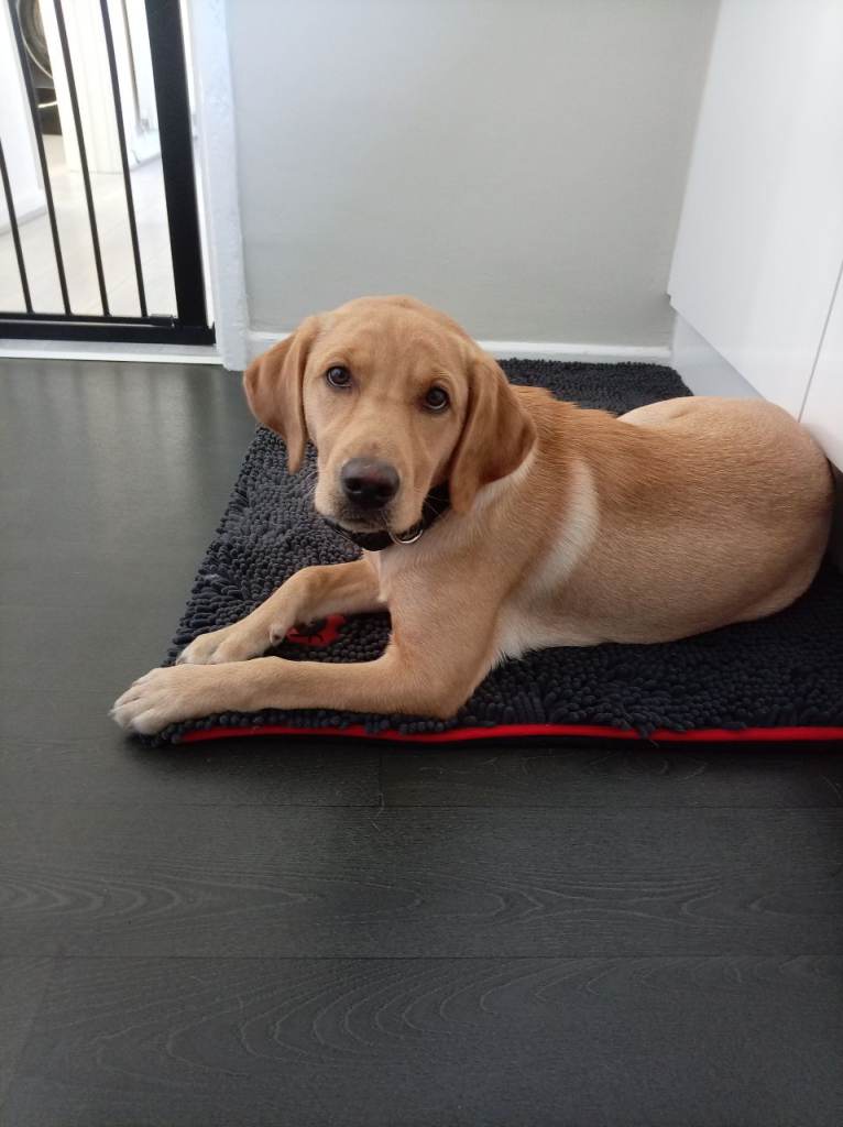 Kc reg labrador girl puppy