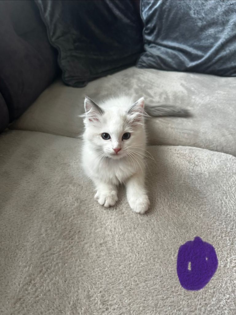 Ragdoll kittens