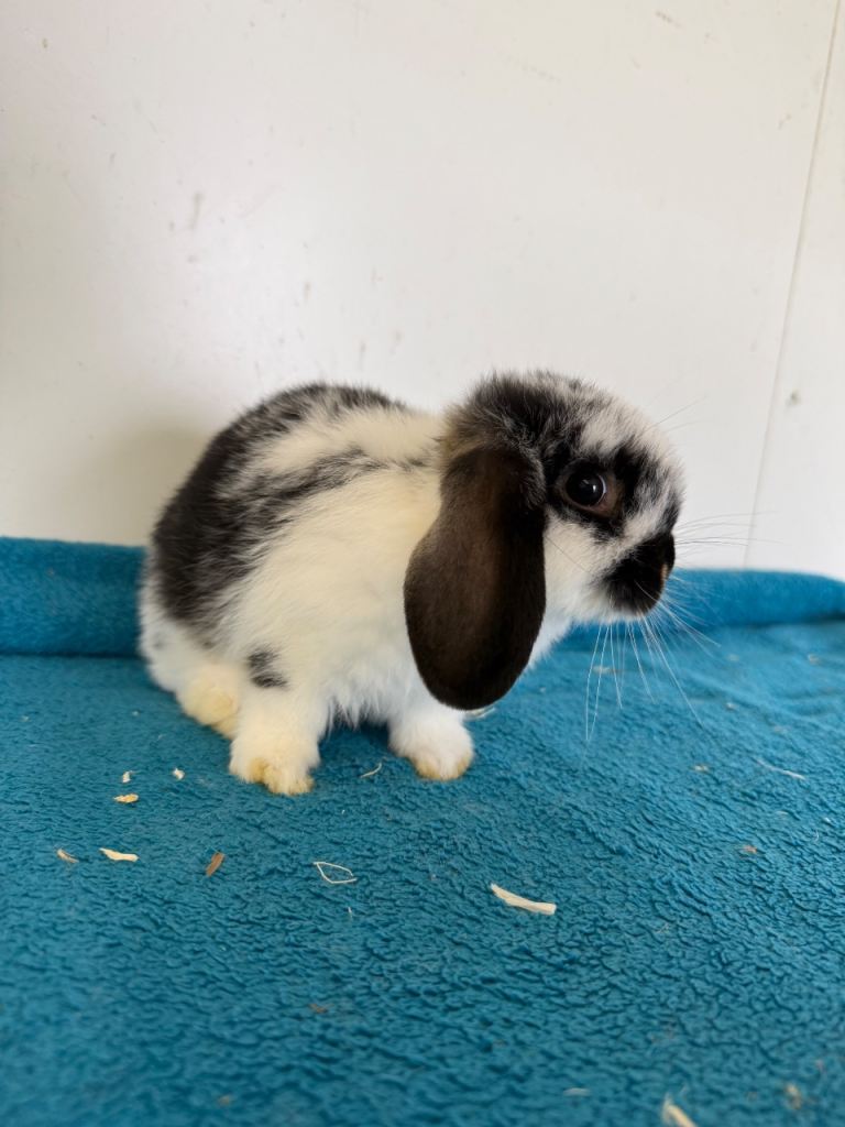 Ready to leave pure mini lop baby rabbits 