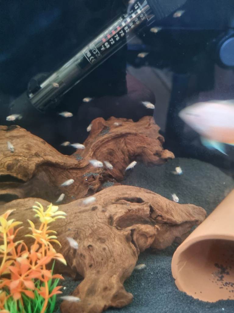 Cichlids convicts 