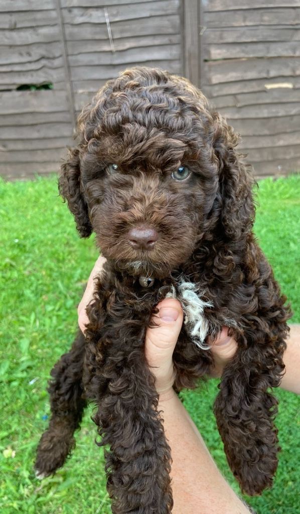 Gorgeous chocolate brown Cockapoo puppy 