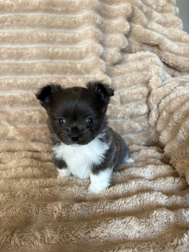 Gorgeous long haired chihuahua puppies 