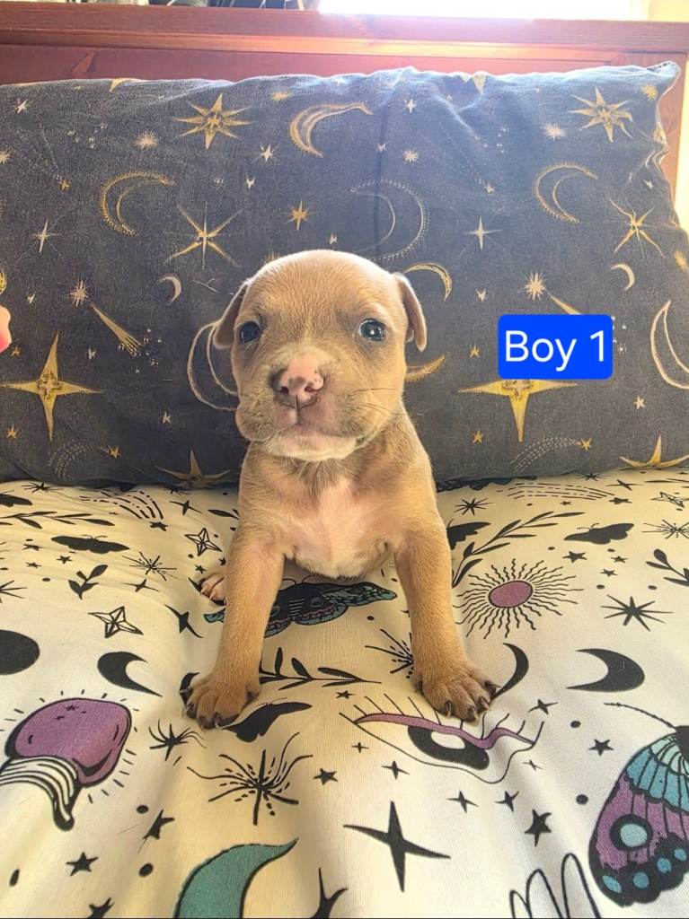 Staffordshire Bull Terrier Puppies - Female and Male