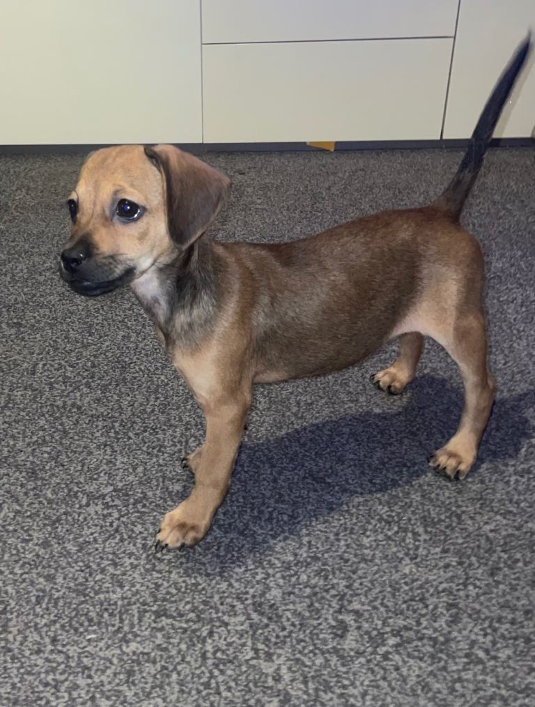 🐾 Beautiful Little Girl Puppy – Ready Now 🏡💕