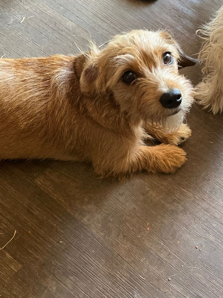 Dogs need forever home 