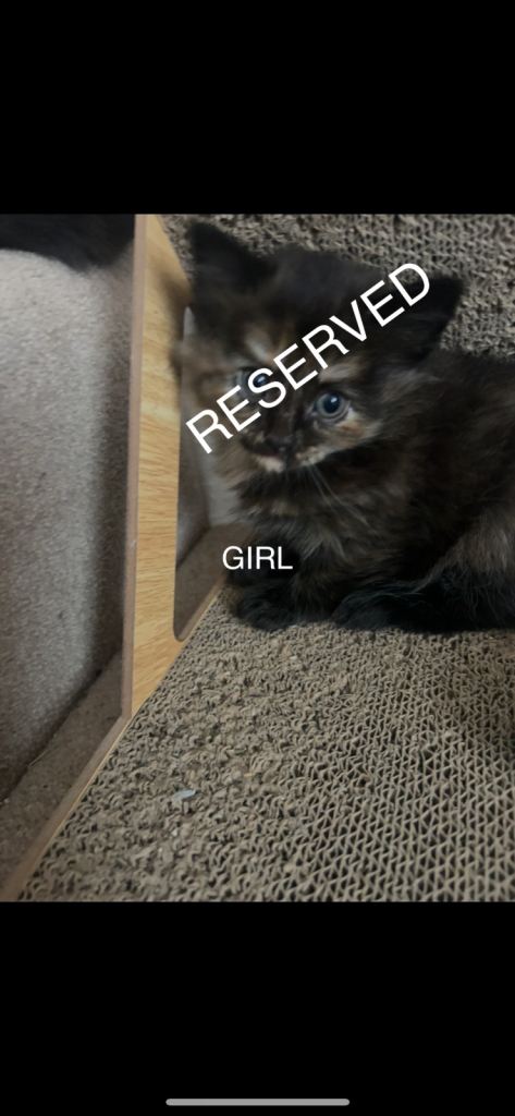 Fluffy Bombay cross kittens 